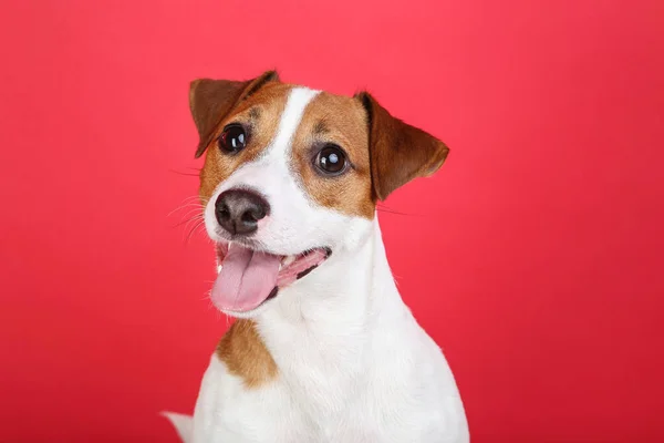 Bellissimo Jack Russell Terrier Cane Sfondo Rosso — Foto Stock