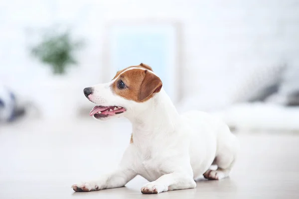 Bonito Cão Jack Russell Terrier Deitado Casa — Fotografia de Stock
