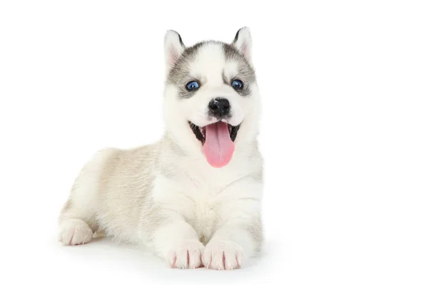 Chiot Husky Isolé Sur Fond Blanc — Photo