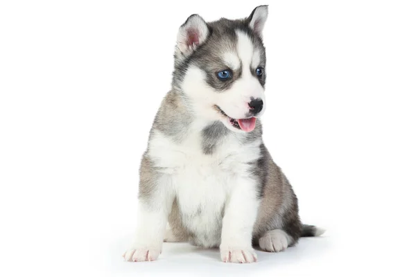 Husky Welpe Isoliert Auf Weißem Hintergrund — Stockfoto