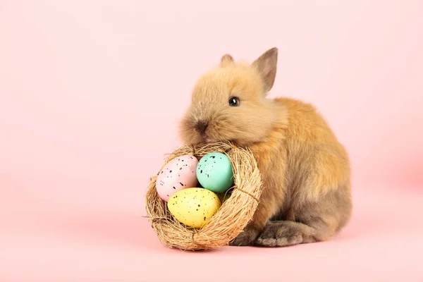 Lapin Lapin Avec Des Œufs Pâques Dans Panier Sur Fond — Photo