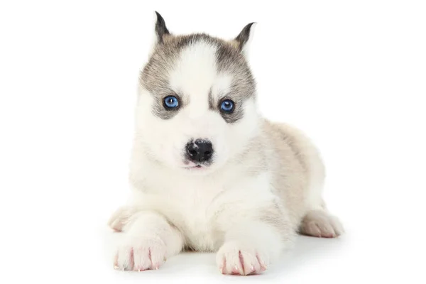 Husky Puppy Isolated White Background — Stock Photo, Image