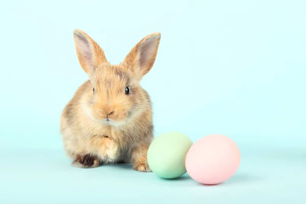 Кролик Пасхальными Яйцами Синем Фоне — стоковое фото