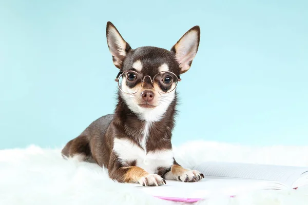 Chihuahua Perro Gafas Con Bloc Notas Sobre Fondo Azul — Foto de Stock