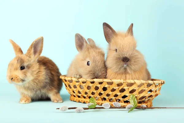 Кролики Корзине Ивовой Веткой Синем Фоне — стоковое фото