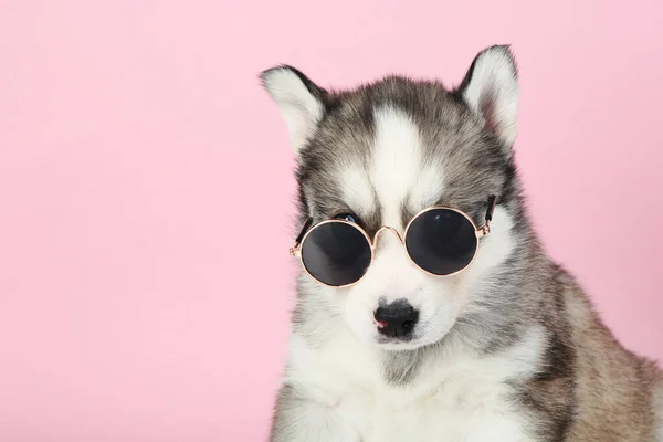 Husky Puppy Zonnebril Roze Achtergrond — Stockfoto