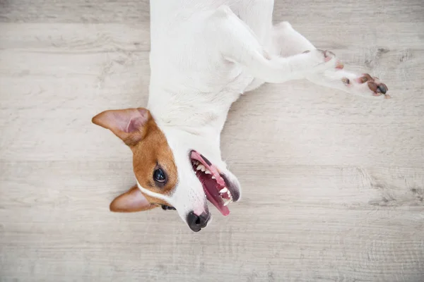 Beautiful Jack Russell Terrier Dog Lying Floor — Stock Photo, Image