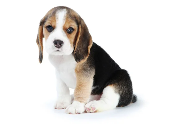 Beagle Puppy Dog Isolated White Background — Stock Photo, Image