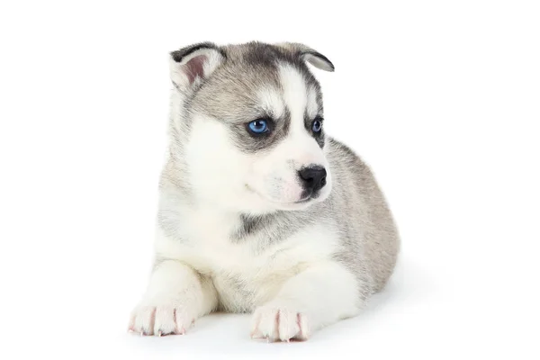 白い背景に隔離されたハスキー子犬 — ストック写真