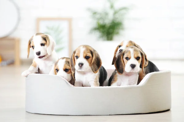 Beagle Κουταβάκια Κάθεται Μαλακό Κρεβάτι Στο Σπίτι — Φωτογραφία Αρχείου