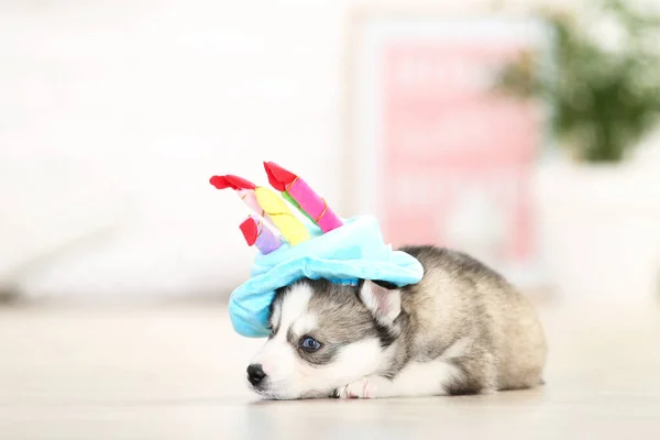 Husky Filhote Cachorro Chapéu Aniversário Deitado Casa — Fotografia de Stock