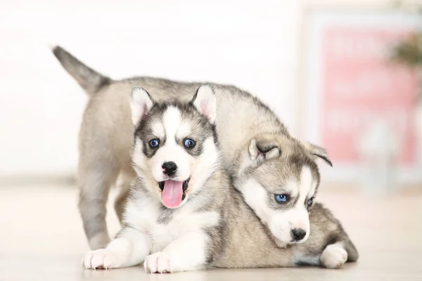 Filhotes Husky Deitado Quarto Casa — Fotografia de Stock