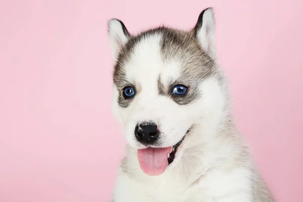 Husky Welpe Auf Rosa Hintergrund — Stockfoto