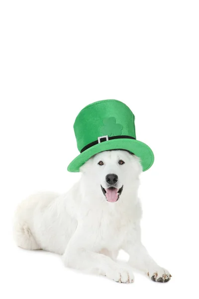 Cão Pastor Suíço Com Chapéu Verde Sobre Fundo Branco — Fotografia de Stock