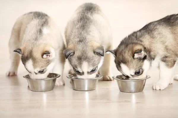 Husky Puppies Eating Bowl Home — Stock Photo, Image