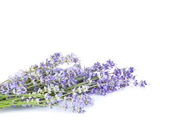 Beyaz arkaplanda lavanta çiçekleri izole