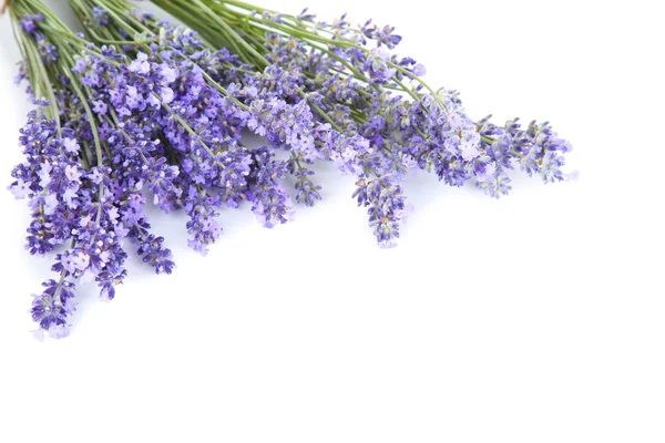 Lavendelblüten Isoliert Auf Weißem Hintergrund — Stockfoto
