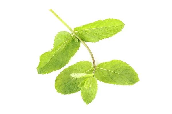 Hojas de menta aisladas sobre fondo blanco — Foto de Stock