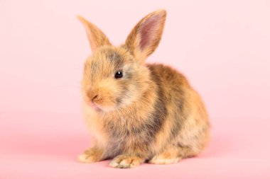 Pembe arka planda tavşan