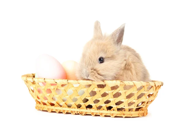 Bunny rabbit with easter eggs in basket isolated on white backgr — Stock Photo, Image