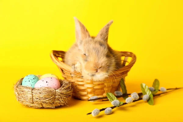 Bunny rabbit with easter eggs in basket and willow branches on y — Stock Photo, Image