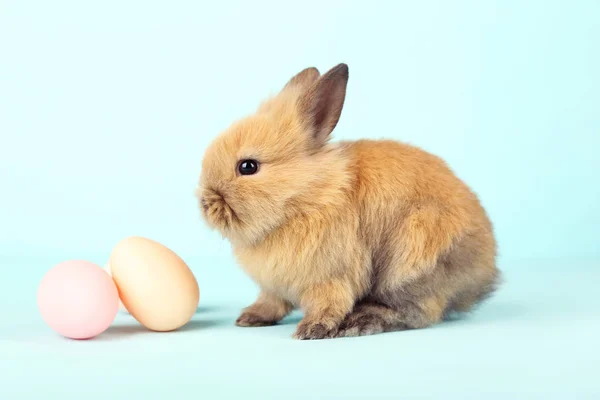 Кролик с пасхальными яйцами на синем фоне — стоковое фото