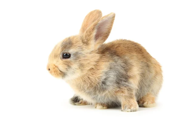 Conejo conejo aislado sobre fondo blanco — Foto de Stock