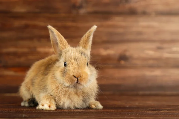 Conejo conejo sobre mesa de madera marrón — Foto de Stock