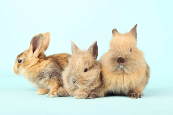 Bunny rabbits on blue background — Stock Photo, Image