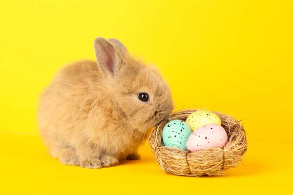 Кролик с пасхальными яйцами в корзине на желтом фоне — стоковое фото
