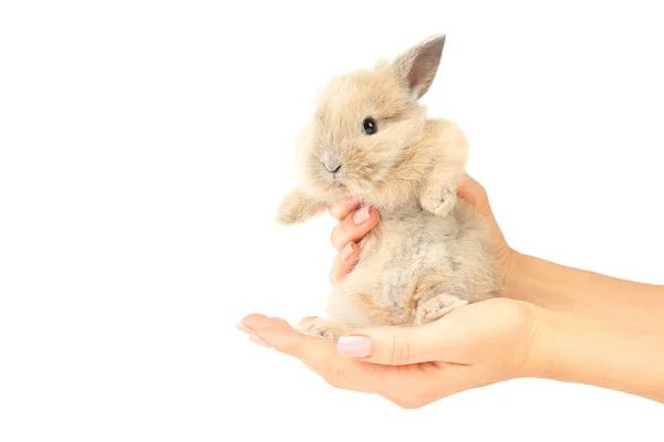Bunny rabbit in female hands on white background — Stock Photo, Image