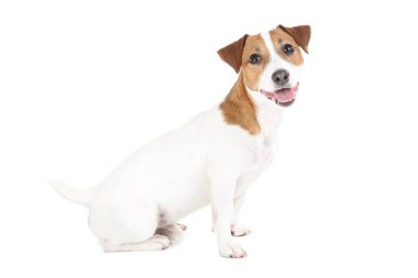 Güzel Jack Russell Terrier köpeği beyaz arka planda izole edilmiş.
