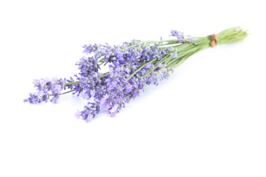 Beyaz arkaplanda lavanta çiçekleri izole
