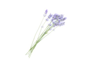 Beyaz arkaplanda lavanta çiçekleri izole