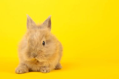 Sarı arka planda tavşan var.