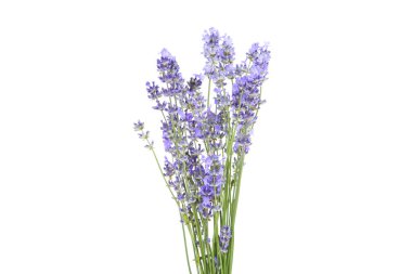 Beyaz arkaplanda lavanta çiçekleri izole