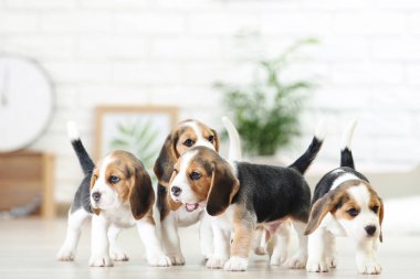 Yavru köpek evde duruyor.