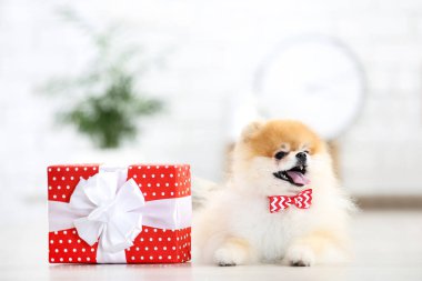Evde papyonlu ve hediye kutulu Pomeranya köpeği