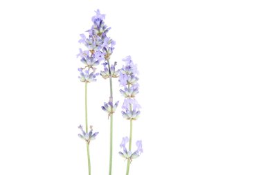 Beyaz arkaplanda lavanta çiçekleri izole