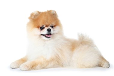 Pomeranian köpeği beyaz arkaplanda izole edildi