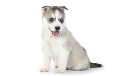 Beyaz arka planda izole edilmiş köpek yavrusu.