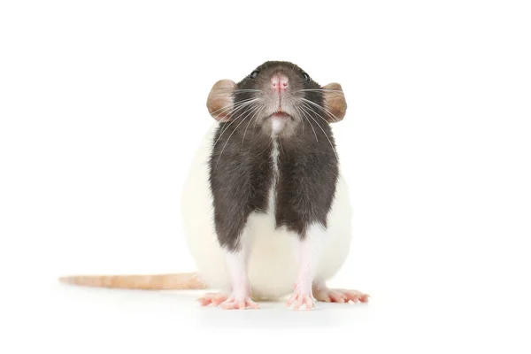 Ratte Isoliert Auf Weißem Hintergrund — Stockfoto