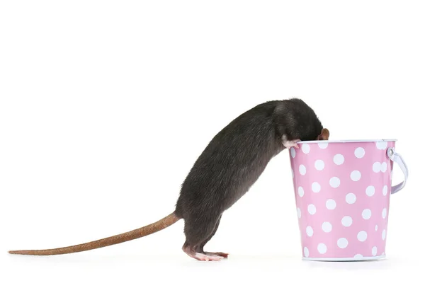 Black Rat Pink Bucket Isolated White Background — Stock Photo, Image