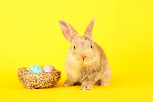 Lapin Lapin Avec Des Œufs Pâques Dans Panier Sur Fond — Photo