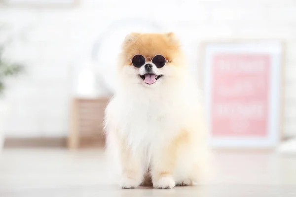 Pomerania Cane Occhiali Sole Seduto Sul Pavimento — Foto Stock