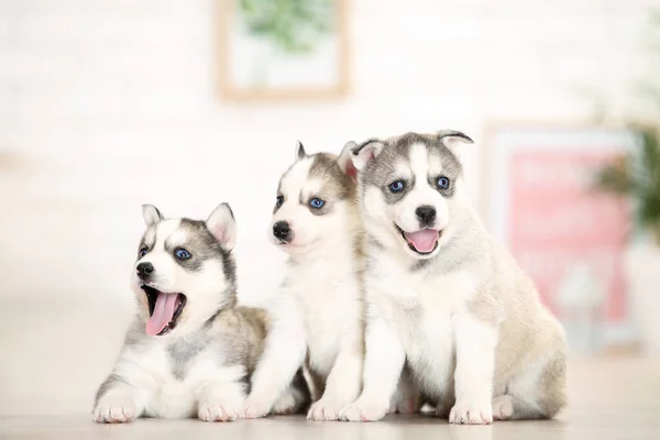 Filhotes Husky Sentados Quarto Casa — Fotografia de Stock