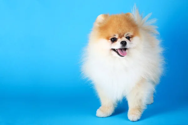 Pomeranian Hond Blauwe Achtergrond — Stockfoto