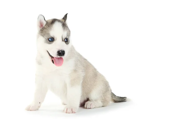 Husky Filhote Cachorro Isolado Fundo Branco — Fotografia de Stock