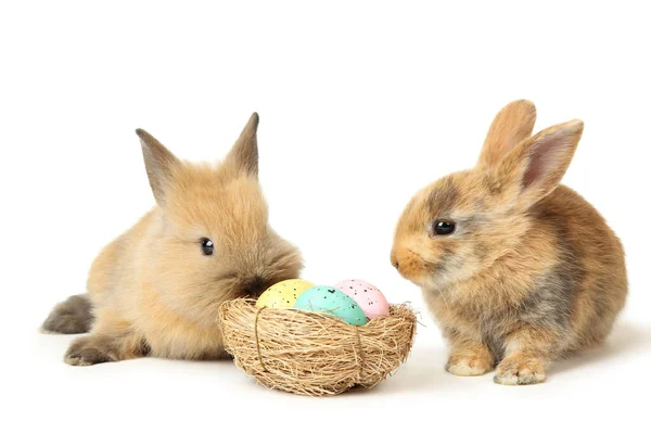 Hasen Mit Ostereiern Isoliert Auf Weißem Hintergrund — Stockfoto