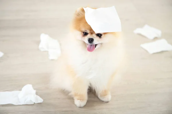 Pomeranian Dog Paper Napkin Head Sitting Floor — Stock Photo, Image